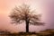 Abandoned and lonely tree in mountains shrouded in mist