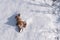 An abandoned or lost ivy Bunny toy lies on the snow. Copyspace. Children lose and throw toys. Allegory, separation, loneliness,