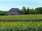 Abandoned Manitoba Barn beyond sunflower field