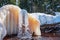 An abandoned mineral water spring in the Kemerovo region in Russia. A mass of frozen ice at a natural fountain. Winter