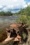 Abandoned mining equipment rusting along fast flowing Alaskan st