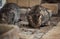 Abandoned mongrel cats survive in harsh conditions in nature. Two lonely gray striped kittens live on street and eat dry food