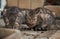 Abandoned mongrel cats survive in harsh conditions in nature. Two lonely gray striped kittens live on street and eat dry food