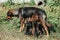 Abandoned mother dog feeding her puppies. Dog population out of control. Spay and Neuter themed image