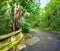 Abandoned mountain road in a rainforest. Native indigenous forests of Oahu near the old Pali Highway Crossing in Hawaii