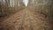 Abandoned narrow gauge railway in the forest, autumn day