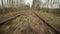 Abandoned narrow gauge railway in the forest, autumn day, low angle view