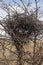 An abandoned nest in the bushes of a thorn Bush.