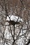 Abandoned nest covered with snow on thorn branches without leaves