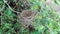 Abandoned Nest: Small Bush Bird\\\'s Empty Home