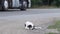 Abandoned old dog lies on the side of the road