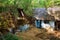 An abandoned old house in a thicket of trees and shrubs, outbuildings, an old village without people