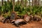 Abandoned old vehicle in a Florida forest