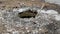 An abandoned open manhole with sticks sticking out of it. Close-up