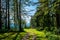 Abandoned Path through Forest