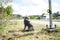 Abandoned pet dog leashed on parking sign pole