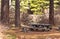 Abandoned Picnic Table In Forest