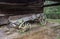 Abandoned Pioneer Wagon