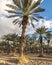 Abandoned plantation of date palms, Middle East agriculture industry in desert areas