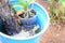 Abandoned plastic bowl in a vase with stagnant water inside. close up view. mosquitoes in potential breeding.proliferation of