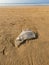 Abandoned plastic polythene bag on the beach.