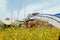 Abandoned port with yachts undergoing renovation, and a field of bright flowers around. Romantic landscape by the sea