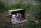 Abandoned puppies in a cardboard box