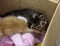 Abandoned puppy cats in box