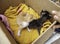 Abandoned puppy cats in box