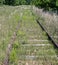 Abandoned Rail Tracks 3