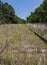 Abandoned Rail Tracks 4