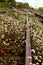 Abandoned railway station. Rusty rails overgrown with wild flowers and weeds