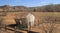 Abandoned ranch shed