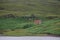 An abandoned red cottage on a hillside by a lake