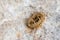 Abandoned remains of an insect egg sac stuck on a rock in the Maltese countryside