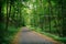 Abandoned road in a deep green forest