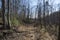 Abandoned road in winter forest