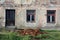 Abandoned ruined house closeup of front doors and windows with partially fallen facade