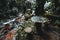 Abandoned ruins in the rainforest with the brook