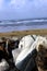 Abandoned running shoe on a rocky beach in Ireland