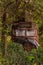 An abandoned rusting truck in the middle of the bush in New Zealand, the bush overgrowing the truck