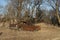 Abandoned Rusty Car Among Trees