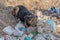 Abandoned sad dog eating trash