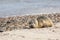 Abandoned seal pup. Sad baby animal alone on beach