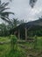 Abandoned shed along the roadside at rural plantation.