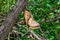 Abandoned shoe thrown to the tree