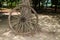 Abandoned single wooden Cart wheel leave it with the tree in a garden.