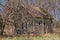 Abandoned small farm home surrounded growth of trees and shrubs