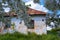 Abandoned soviet era clay country house wall, roof and window, sweet cherry branch in generous blossom in spring sunshine yard