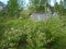 Abandoned summer cottage. Grassy area. Polyethylene greenhouse with torn roof. In the foreground is a flowering willow. In the